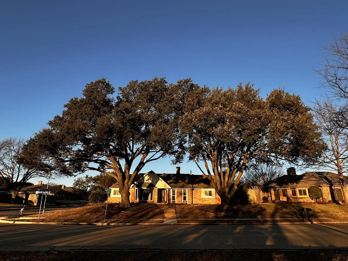 Established residential canopy tree shading a home in Cowpens